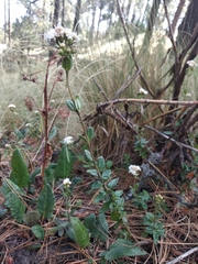 Oxylobus arbutifolius