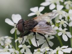 Phasia subcoleoptrata