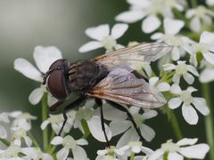 Phasia subcoleoptrata