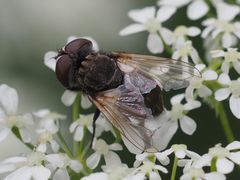 Phasia subcoleoptrata