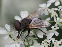Phasia subcoleoptrata