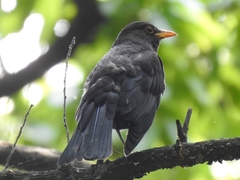 Turdus mandarinus