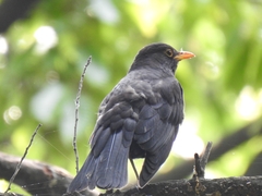Turdus mandarinus