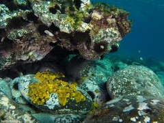 Ophioblennius atlanticus