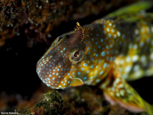 Montagu's Blenny