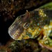 Montagu's Blenny - Photo (c) Dennis Rabeling, some rights reserved (CC BY-NC-ND), uploaded by Dennis Rabeling