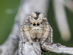 Pseudomogrus vittatus