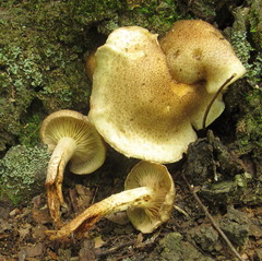 Pholiota angustipes image