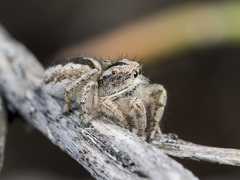 Pseudomogrus vittatus