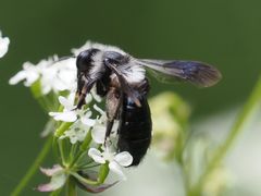 Andrena danuvia