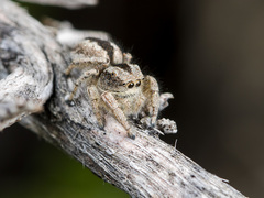 Pseudomogrus vittatus