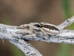 Pseudomogrus vittatus