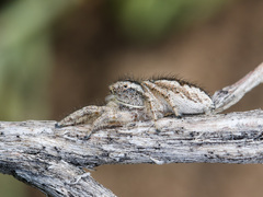 Pseudomogrus vittatus