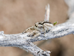 Pseudomogrus vittatus