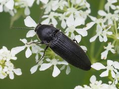 Melanotus punctolineatus