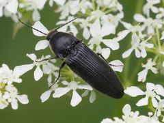 Melanotus punctolineatus