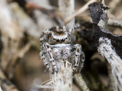 Pseudomogrus vittatus