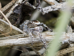 Pseudomogrus vittatus