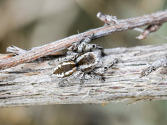 Pseudomogrus vittatus