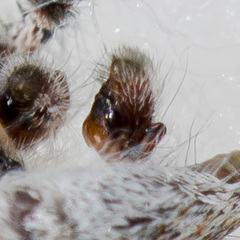 Pseudomogrus vittatus