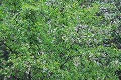 Alniphyllum fortunei