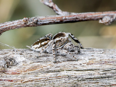 Pseudomogrus vittatus