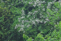 Alniphyllum fortunei