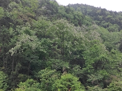 Alniphyllum fortunei
