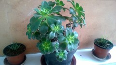 Aeonium