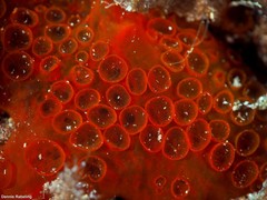 Phorbas fictitius