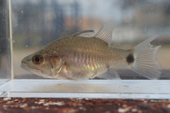 Hump-Backed Cardinalfish photo 1