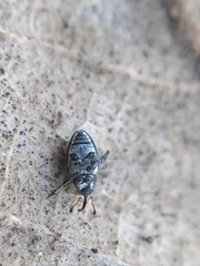 Archarius pyrrhoceras