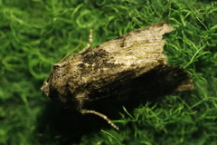 Mesoligia furuncula