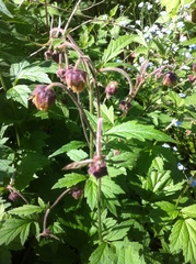 Geum rivale