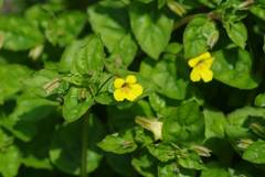 Erythranthe nepalensis