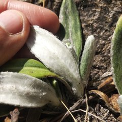 Robinsonecio gerberifolius