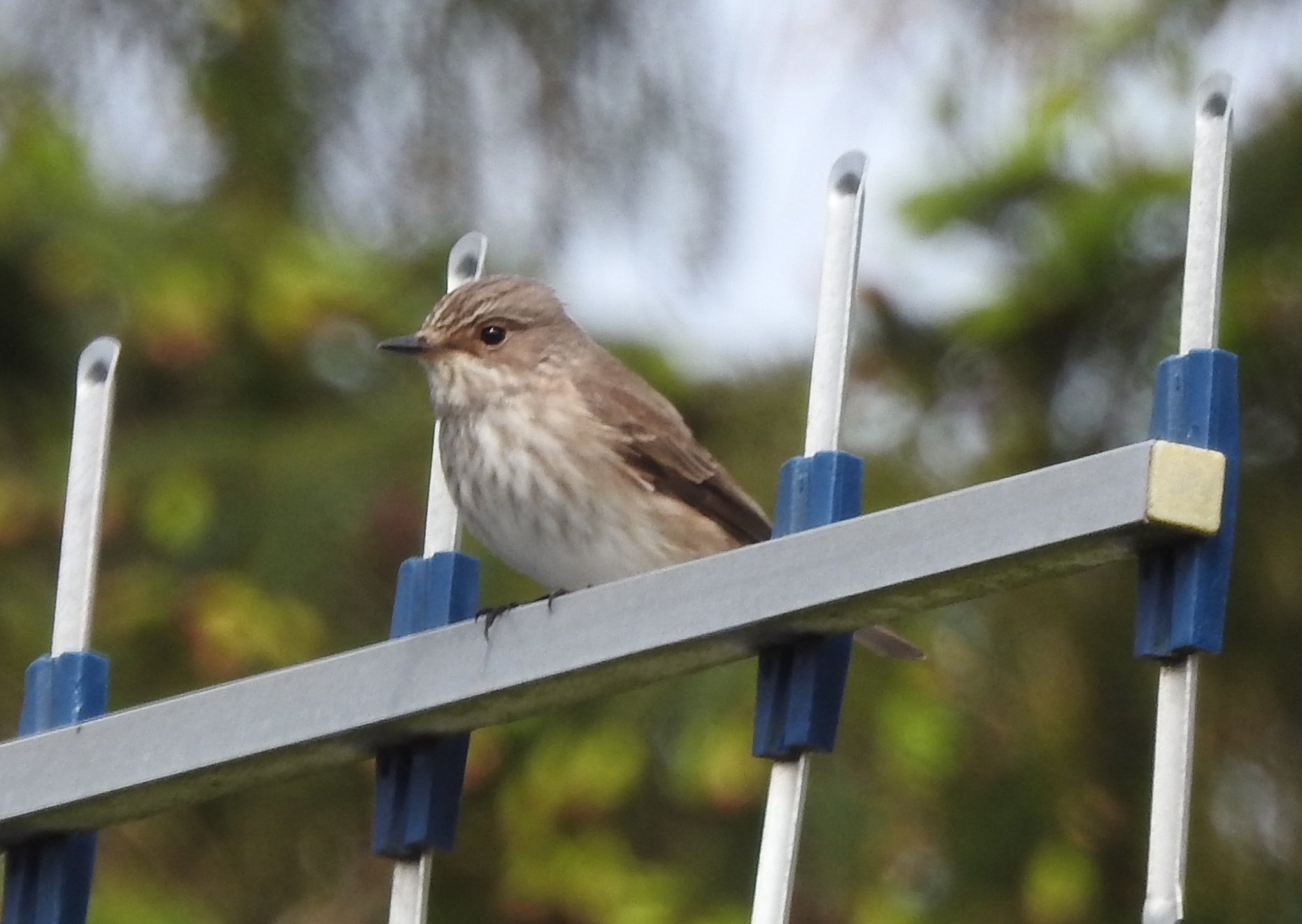 Spotted Flycatcher