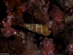 Bittium depauperatum