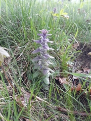 Ajuga pyramidalis