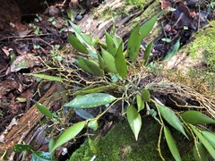 Dendrobium pugioniforme