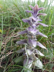 Ajuga pyramidalis