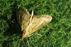 Paratalanta pandalis