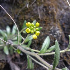 Draba jorullensis