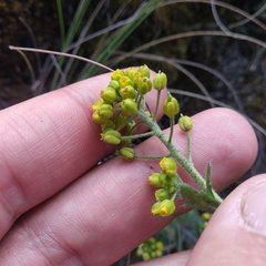 Draba jorullensis