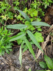Polygonatum sibiricum