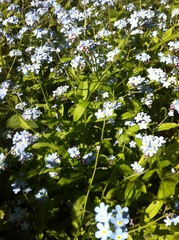 Myosotis sylvatica