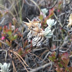 Gnaphaliothamnus lavandulifolius