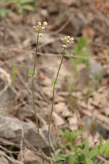 Thalictrum petaloideum