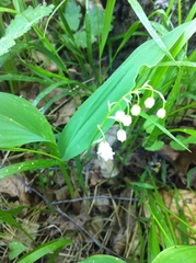 Convallaria majalis