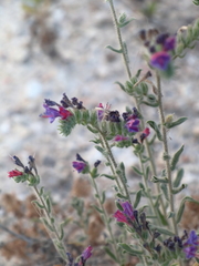 Echium judaeum